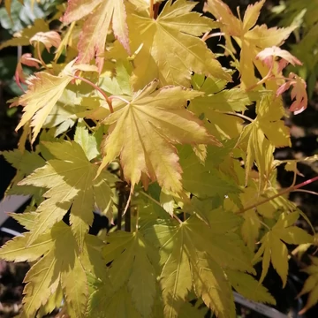 sárgászöld-japán-juhar-Acer-palmatum-Orange-Dream