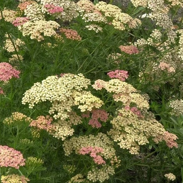 lazacrózsaszín évelő cickafark Achillea millefolium Lachsschonheit