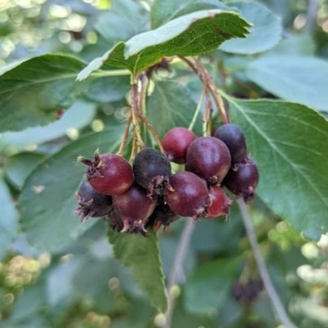 mézalmácska cserje gyümölcs Amelanchier Prince William