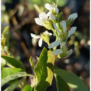 oszlopos fanyarka mézalmácska cserje Amelanchier Rainbow Pillar