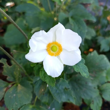 fehér magas japán szellőrózsa évelő Anemone hybrida Andrea Atkinson