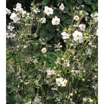 fehérvirág-őszi-szellőrózsa-Anemone-Honorine-Jobert