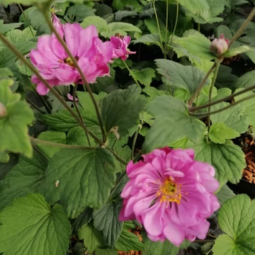 rózsaszín japán szellőrózsa Anemone hupehensis Rotkappchen
