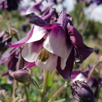 lilavirág-évelő-harangláb-Aquilegia