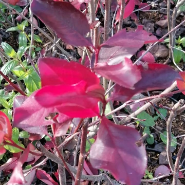 pirosbogyós feketeberkenye Aronia arbutifolia Brillant