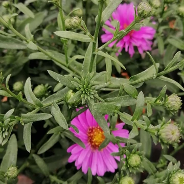 rózsaszín törpe őszirózsa Aster dumosus Jenny