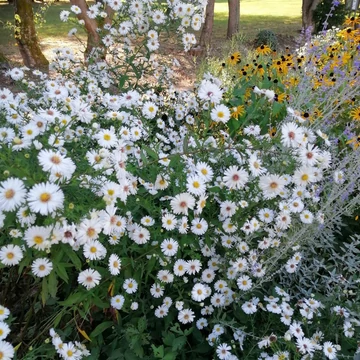 fehér magas őszirózsa  évelő aster novi belgii