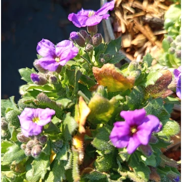 kerti pázsitviola sziklakerti évelő Aubrieta Adrey Blue Shades