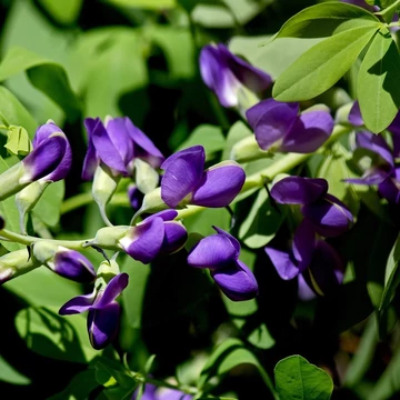 kékvirág-évelő-Baptisia-australis-déli-borsófürt