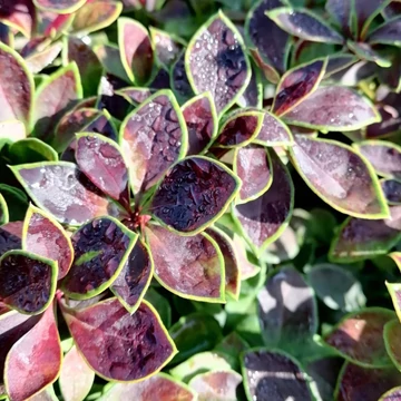 bordólevelű borbolya Berberis thnbergii Coronita