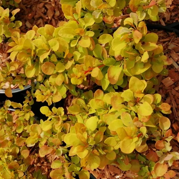 sárgalevelű törpe borbolya Berberis thunbergii Goldalita