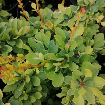 törpe borbolya Berberis thunbergii Green Carpet