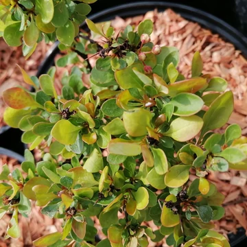 törpe borbolya Berberis thunbergii Kobold