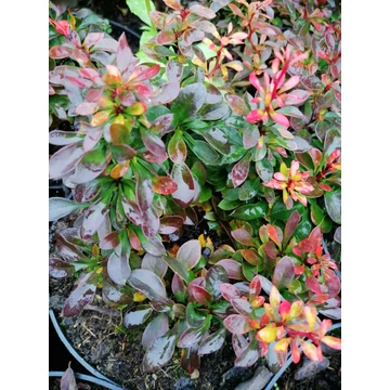 bordólevelű-törpe-cserje-borbolya-Berberis-thunbergii-Bagatelle