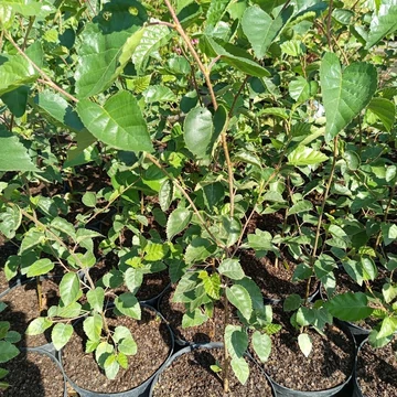 himalájai nyírfa Betula utilis Doorenbos