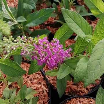 lila törpe nyáriorgona Buddleia Candy Little Cerise