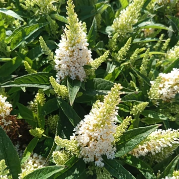 fehér törpe nyáriorgona cserje Buddleia davidii Candy Little White