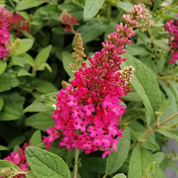 törpe nyáriorgona Buddleia davidii Butterfly Candy Little Ruby