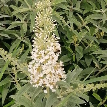fehérvirágú nyáriorgona Buddleia davidii White Ball
