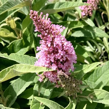 rózsaszín törpe nyáriorgona  Buddleia davidii Candy Little Pink