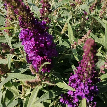lilavirág törpe nyáriorgona cserje Buddleia Candy Little Purple