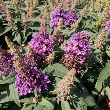 lilavirág törpe nyáriorgona cserje Buddleia davidii Butterfly Candy Little Lila