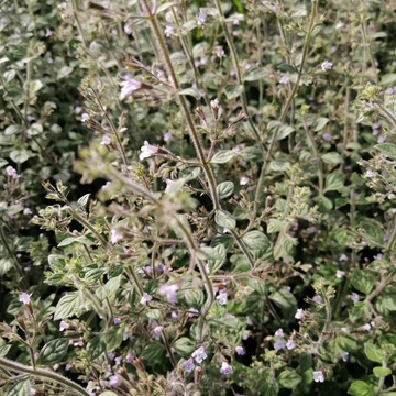 mirigyes pereszlény évelő Calamintha Nepeta Blue Cloud
