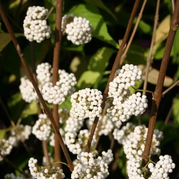 fehérbogyó Callicarpa Magical Snow Star
