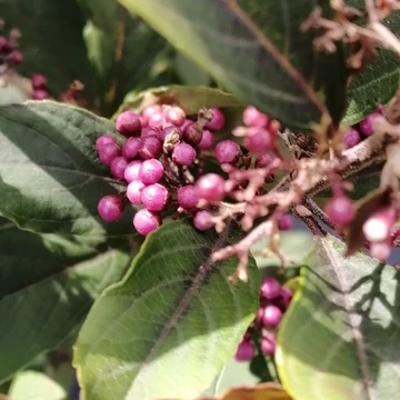 lilabogyó-Callicarpa