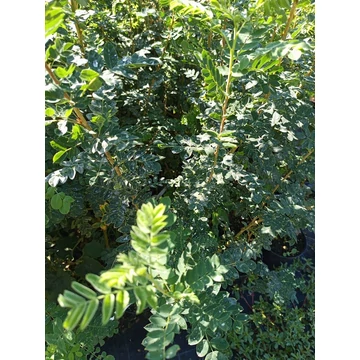 borsófa Caragana arborescens