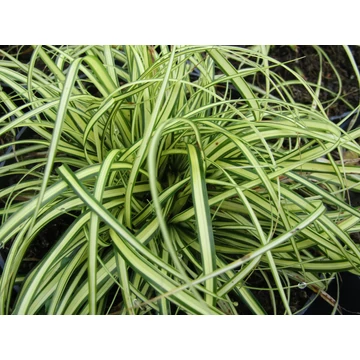 Carex oshimensis Evergold (Sárgacsíkos levelű sás)