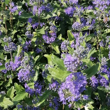 kékvirágú kékszakáll cserje Caryopteris x clandonensis Blue Balloon