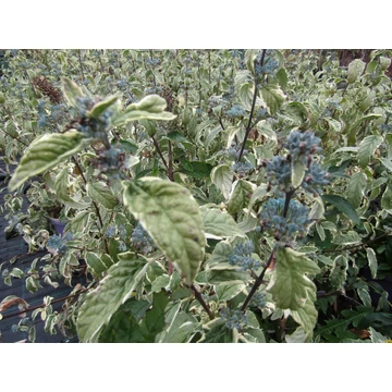 kék virágú fehértarka levelű kékszakáll ősszel virágzó cserje Caryopteris x clandonensis White Surprise gabiplantshop online dísznövény webáruház