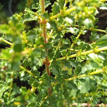 kékvirágú táskavirág Ceanothus Blue Jeans 