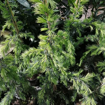sárga himalájai cédrus Cedrus deodara Kelly Gold