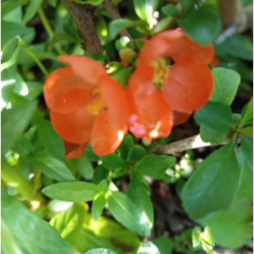 narancssárga japánbirs cserje Chaenomeles x superba Orange Trail