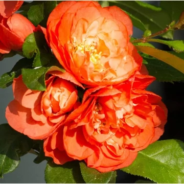 narancssárga teltvirágú japánbirs cserje Chaenomeles speciosa Mango Storm