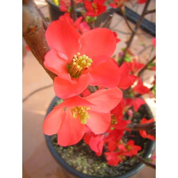 Chaenomeles x superba Nicoline (Piros virágú japánbirs)