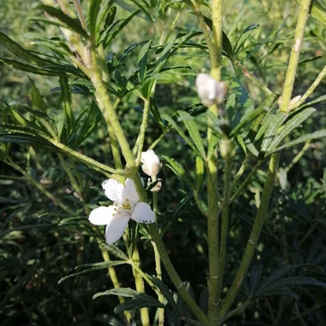 illatos fehérvirágú mexikói narancsvirág cserje Choisya Aztec Pearl