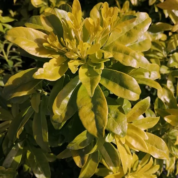 sárgalevelű mexikói narancsvirág cserje Choisya Ternata Lich