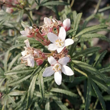 illatos fehérvirágú mexikói narancsvirág cserje Choisya ternata Scented Gem