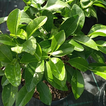 citrom fa Citrus limon 4 Seasons