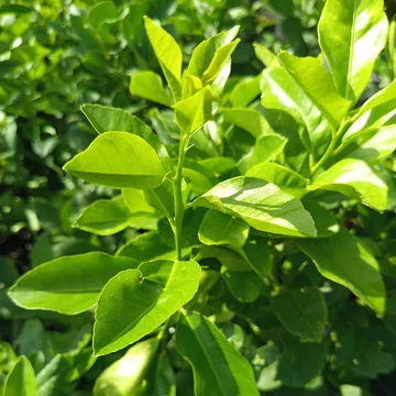 vörös citromfa Citrus limon Volkamer