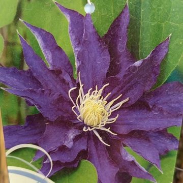 sötétlila késői virágzású klematisz kúszónövény Clematis Hakuookan