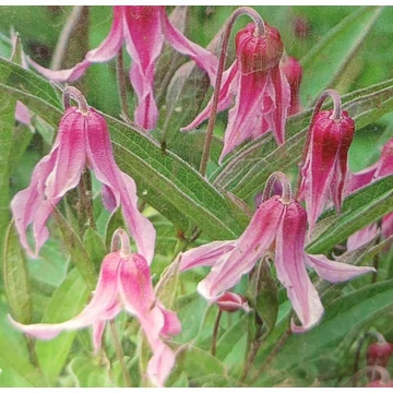 törpe réti iszalak rózsaszín Clematis integrifolia Hanajima