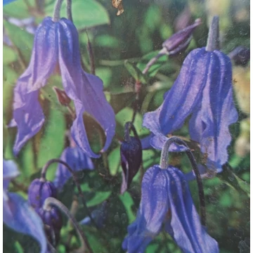 réti iszalag kék virágú kúszónövény Clematis Little Artist