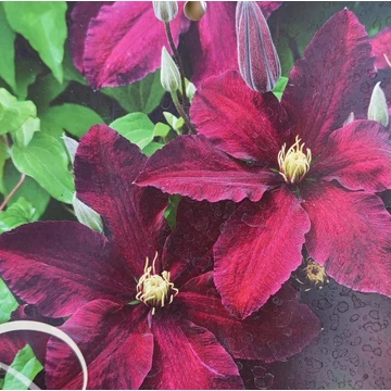 korai vörösvirágú klematisz kúszónövény Clematis Niobe