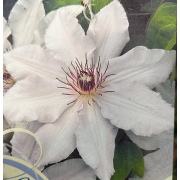 korai fehér virágú klematisz kúszónövény Clematis Snow Queen
