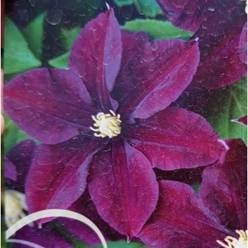 bordó korai virágzású klematisz kúszónövény Clematis Warsaw Nike