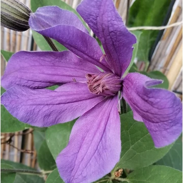 kékeslila-kúszó-Clematis-integrifolia-Sizai-Ptitsa
